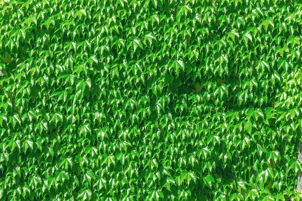绿叶抽象背景 — 图库照片