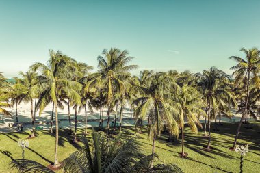  Miami Beach palm ağaçların arkasında halk plajı