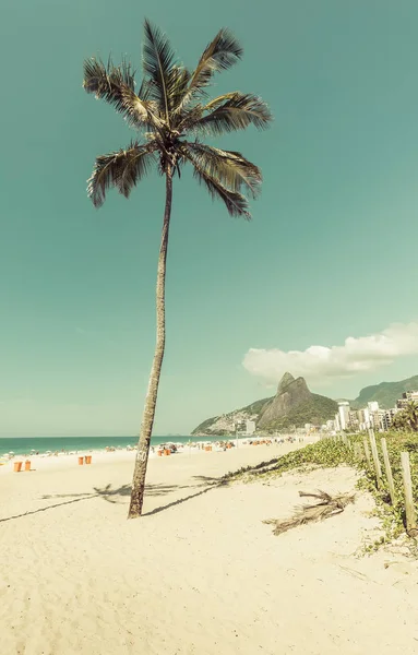 Palmier sur la plage d'Ipanema à Rio De Janeiro — Photo