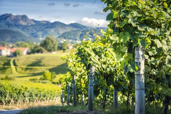 Wijngaard platteland op de heuvels, Spanje — Stockfoto