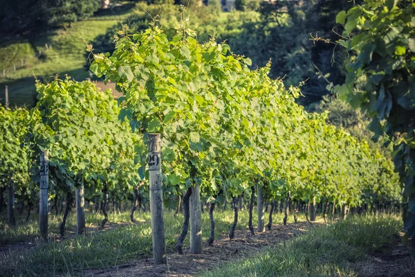 Wijngaard rijen op zonsondergang, Spanje — Stockfoto