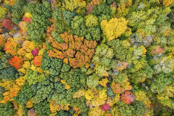 Letecký pohled na barevné lesních stromů — Stock fotografie