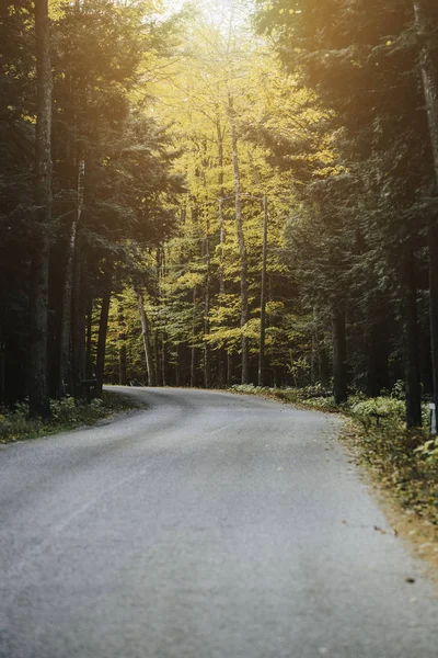 Δρόμος Ασφάλτου Στο Δάσος Του Φθινοπώρου Ηλιόλουστη Μέρα Πολύχρωμα Δέντρα — Φωτογραφία Αρχείου