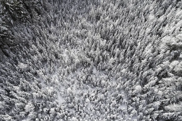 Vzdušný Výhled Zimní Krajinu Dřevo Pokryté Čerstvým Sněhem Zimní Sezóna — Stock fotografie