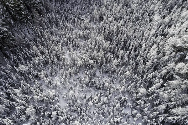 Letecký Zimní Pohled Zasněžené Dřevo Pokryté Čerstvým Sněhem Zimní Pozadí — Stock fotografie