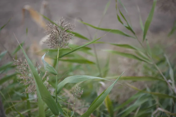 秋の草の葉 — ストック写真