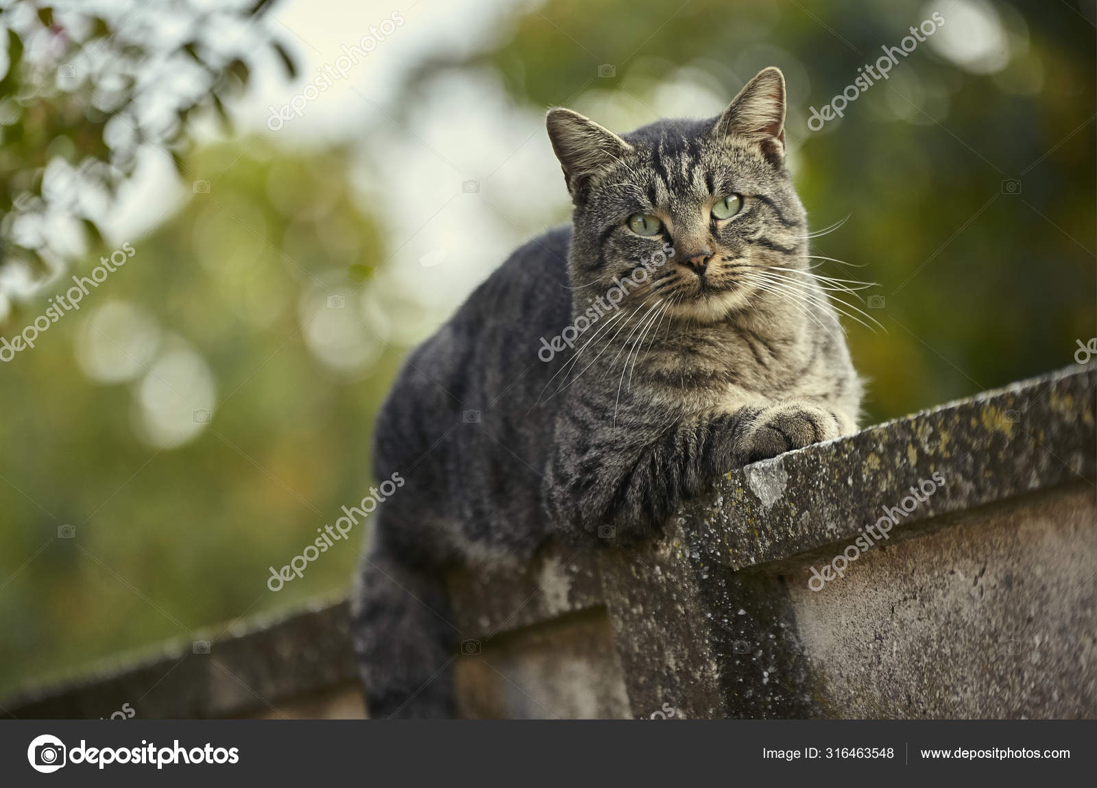 Cat lying on the wall 2 — Stock Photo © pippocarlot 316463548