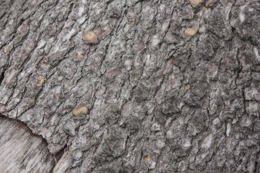 Çam kabuğu dokusu 2