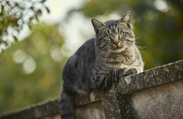 Kedi duvarda yatıyor. — Stok fotoğraf