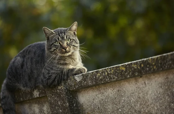 Kedi duvarda yalan — Stok fotoğraf