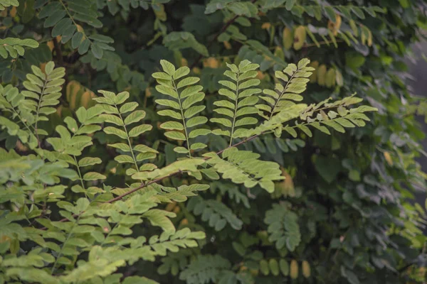 Ramita verde en la naturaleza —  Fotos de Stock