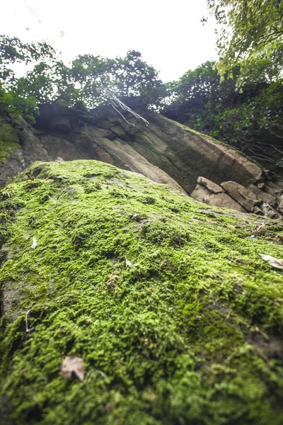 Moos in den Felsen — Stockfoto