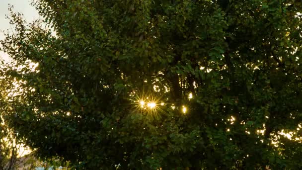 Солнечные Лучи Между Листьями Осенью — стоковое видео