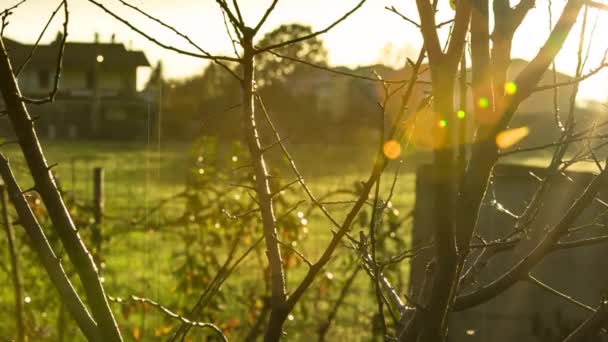 Kahle Zweige Bei Sonnenuntergang Mit Regen Herbst — Stockvideo