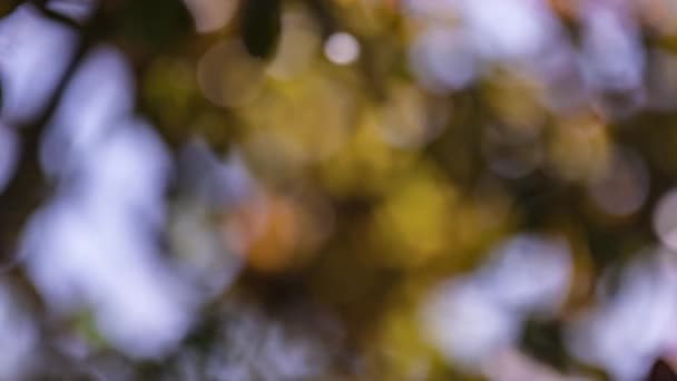 Détail naturel du feuillage d'automne orange avec macro objectif 