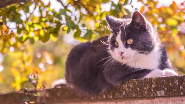 Gato Gris Descansando — Vídeo de stock