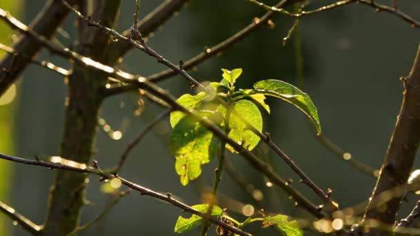 Höstlöv Med Regn Solnedgången — Stockvideo