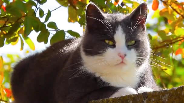 Gato Gris Descansando Inmerso Naturaleza — Vídeos de Stock