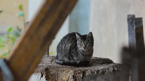 Rifugi Gatti Dalla Pioggia Sotto Baldacchino — Video Stock