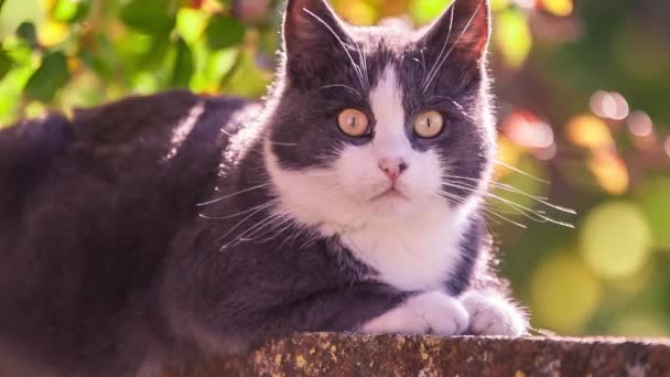 Gato Gris Descansando Inmerso Naturaleza — Vídeo de stock