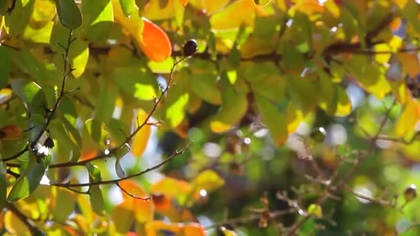 Natuurlijke Herfst Oranje Gebladerte Detail Met Macro Lens — Stockvideo