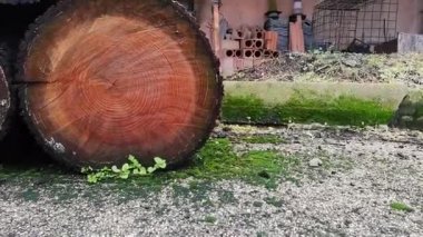 Odun kütükleri depolanmış