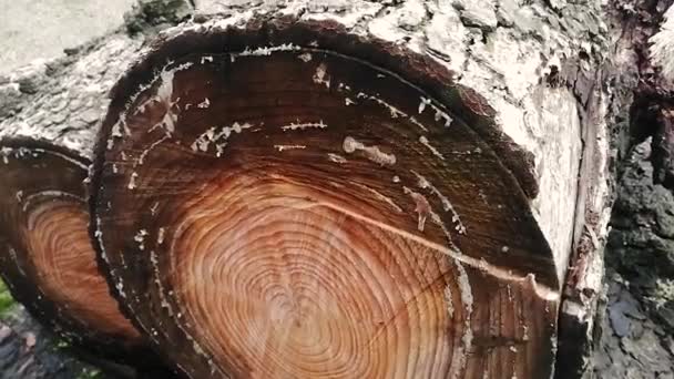 Logs Van Brandhout Klaar Stukken Worden Gesneden Voor Huishoudelijk Gebruik — Stockvideo