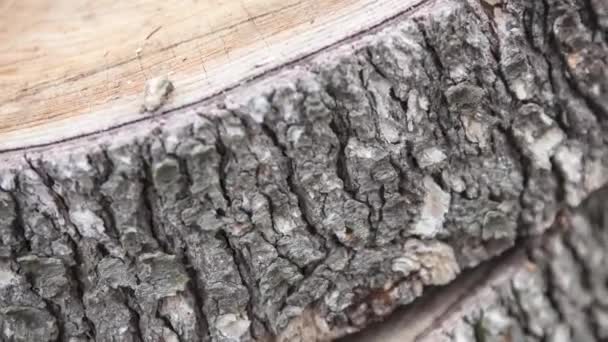 Yakacak Odun Parçaları Detayı — Stok video