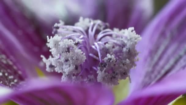 紫のめしべと紫色の花 詳細と詳細表示のおかげでマクロ撮影のフィラメントの詳細 — ストック動画