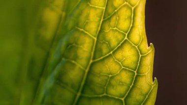 İlkbaharda bir yaprağın üzerindeki damarların ayrıntıları. Bir yaprağın ve küçük damarlarının muhteşem ayrıntıları.