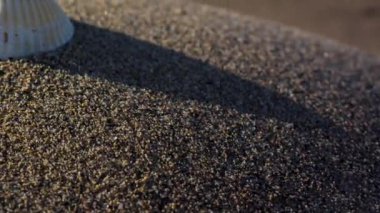 Gün batımında deniz kıyısında küçük bir kum tepesinde dinlenen iki deniz kabuğu.