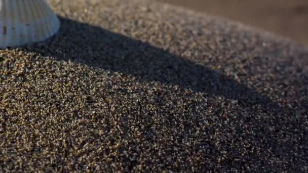 Duas Conchas Descansando Uma Pequena Duna Areia Praia Pôr Sol — Vídeo de Stock