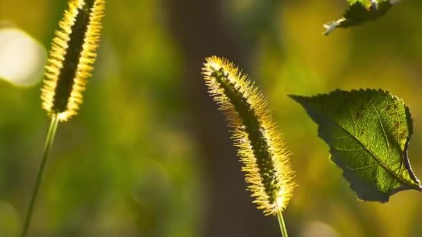 Dos Orejas Hilos Herbáceos Hojas Secas Macro Disparo Contraluz Atardecer — Vídeos de Stock