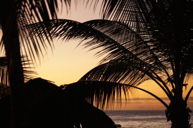 Gün batımında Karayip palmiye ağaçları