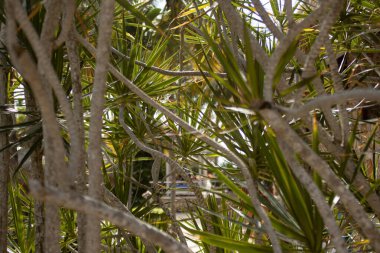 Tropik bitki örtüsü 3