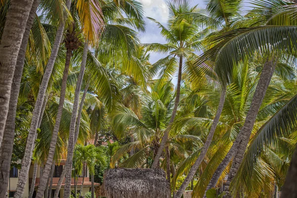 Palmbomen in Dominicaanse Republiek 2 — Stockfoto