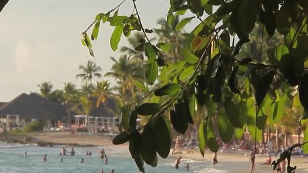 Liście Karaibskie Plaży Republice Dominikańskiej — Wideo stockowe