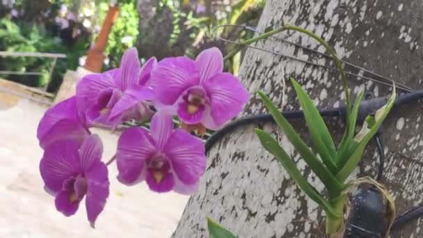 Flor Roxa Natural Macro Tiro — Vídeo de Stock