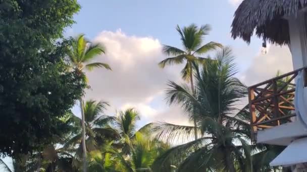 Carribean Palm Durante Día — Vídeos de Stock