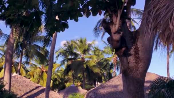 Carribean Palm Day Time — Stock Video