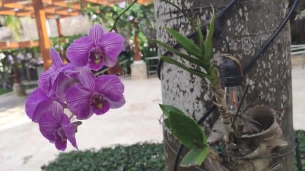 Floare Violet Natural Macro Shot — Videoclip de stoc