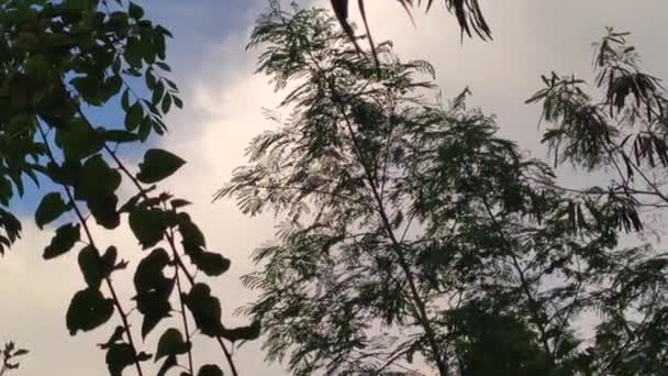 Karibien Vegetation Uppifrån Med Himmel Bakgrund — Stockvideo