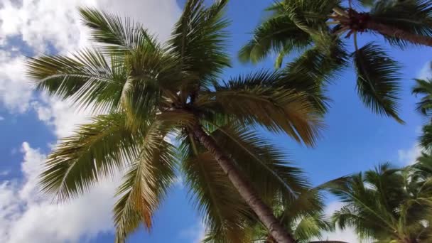 Καραβίδα Palm Κατά Διάρκεια Της Ημέρας — Αρχείο Βίντεο