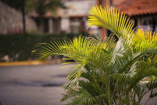 Detalle de palma en susnet — Foto de Stock
