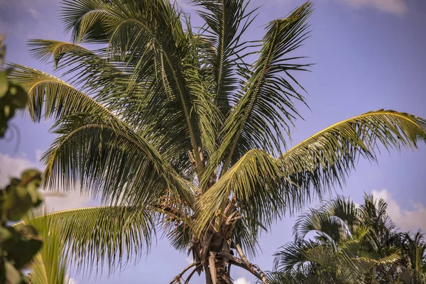 Detalle palma dominicana — Foto de Stock