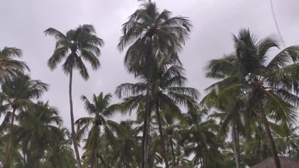 Palmeiras Com Vento Chuva República Dominicana — Vídeo de Stock