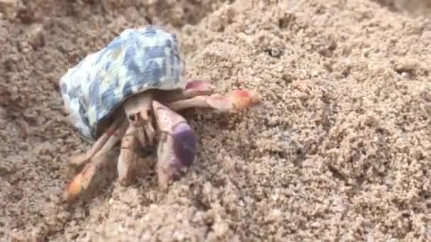 Краб Отшельник Песке Доминиканской Республике — стоковое видео