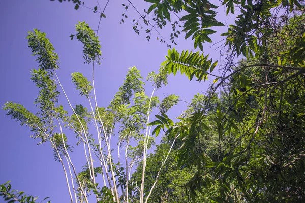 Tropischer Baum von unten 3 — Stockfoto