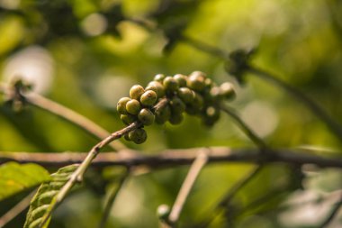 Kahve fabrikası detayı 2