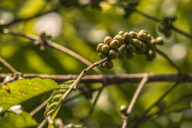 Kahve fabrikası detayı 3
